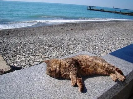 Коте сочи