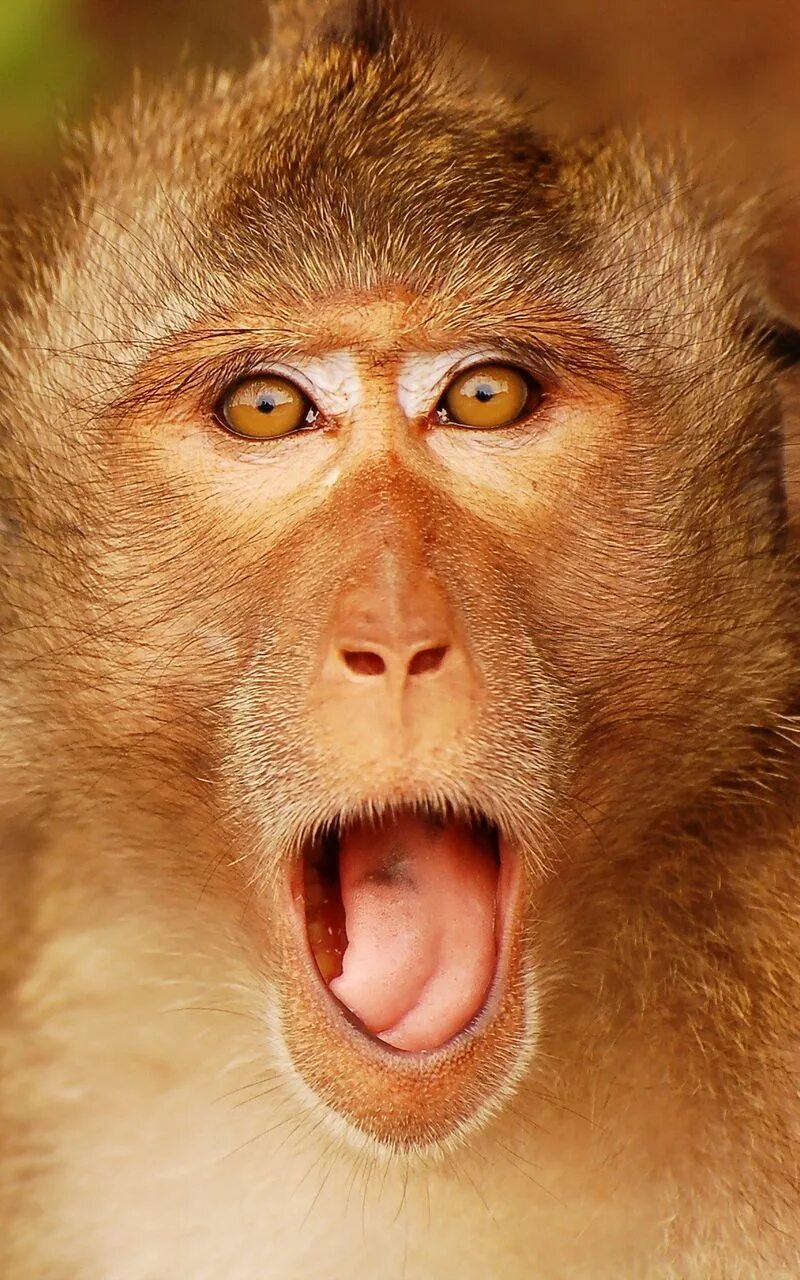 удивила прикольные картинки