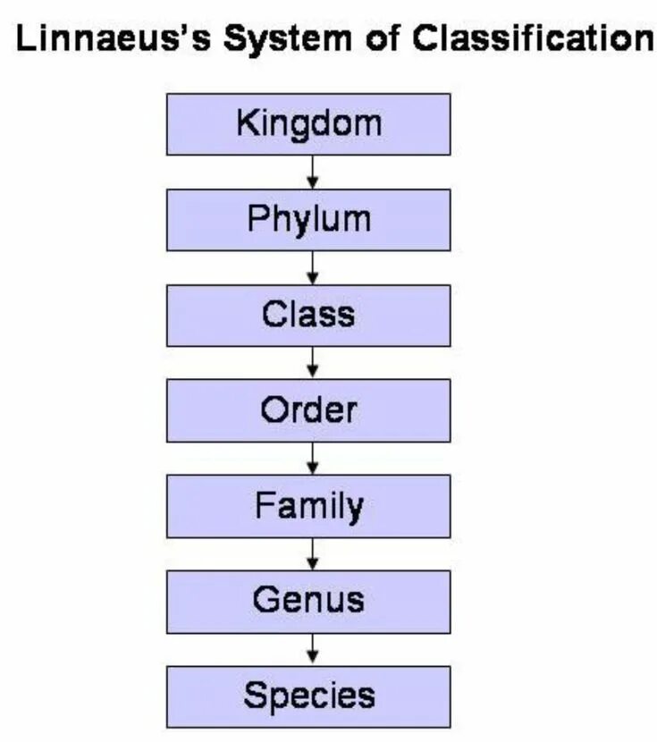 Classification system