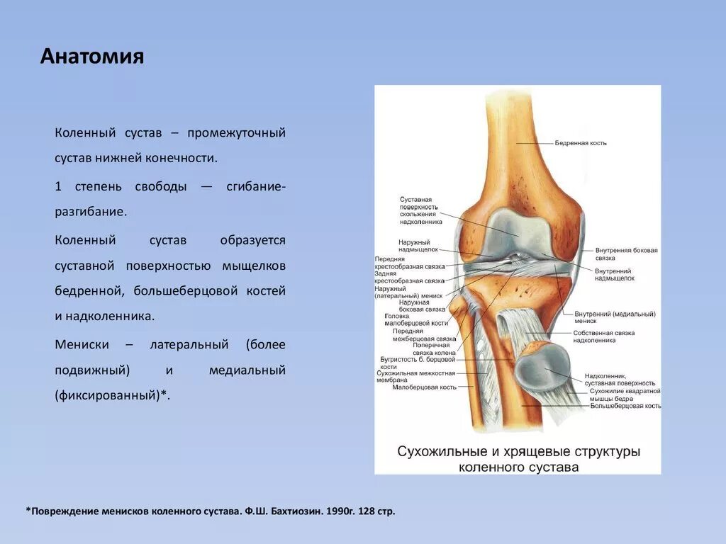 Сустав человека строение анатомия. Фиксирующий аппарат коленного сустава анатомия. Анатомия костей коленного сустава. Функции коленного сустава человека анатомия. Кости локтевого сустава человека анатомия.