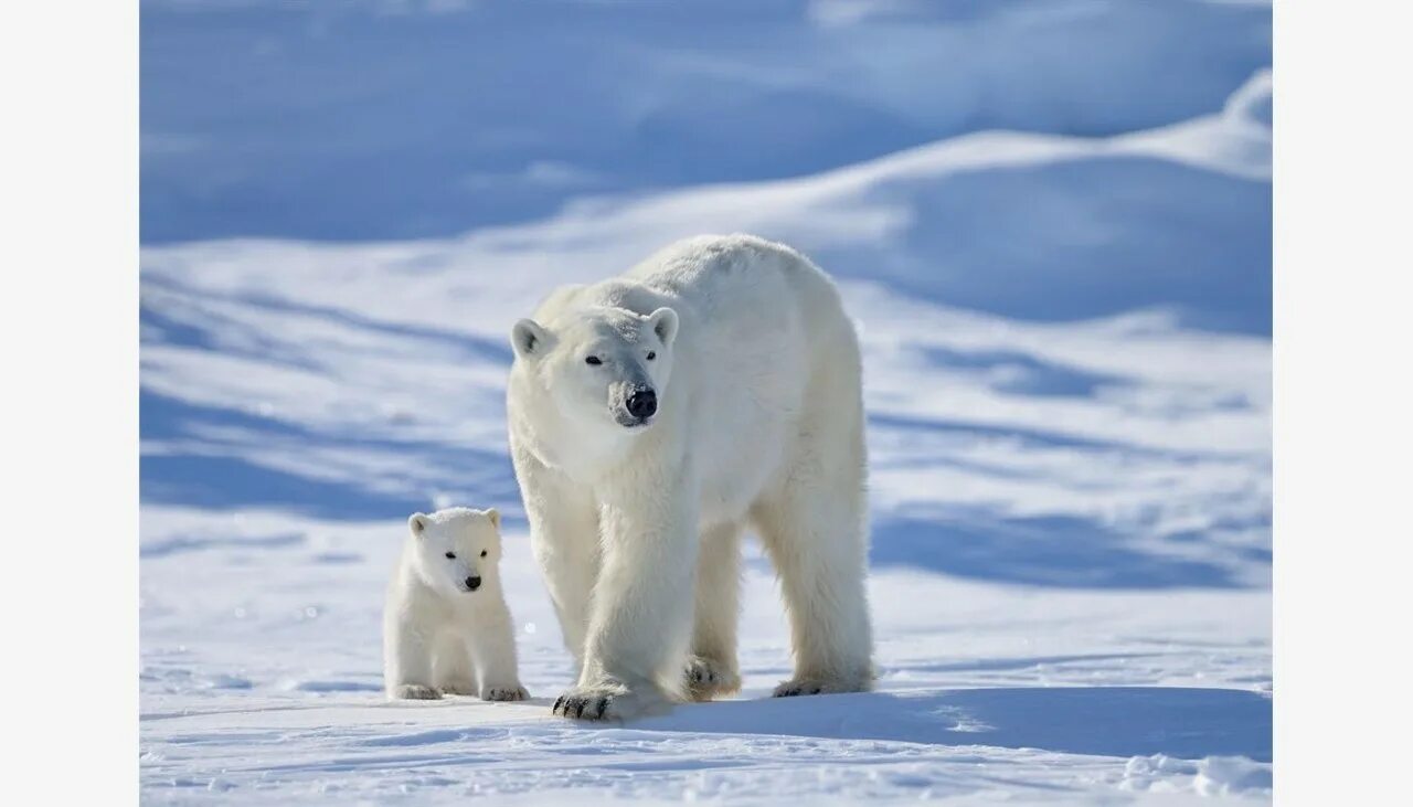арктическая пустыня заповедник остров врангеля. белый медведь. изображение белого медведя. берлоги белых медведей остров врангеля. белый медведь в северной америке.