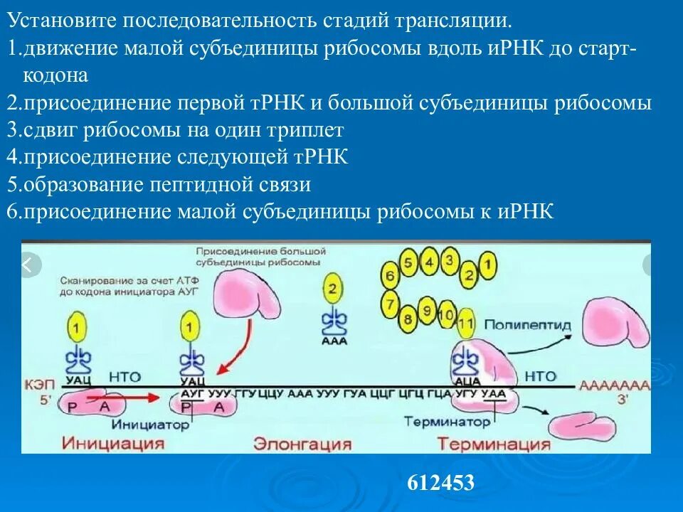 Установите последовательность этапов трансляции. Последовательность стадии трансляции. Трансляция РНК этапы. Последовательно этапы трансляции. Установите последовательность этапов транскрипции присоединение