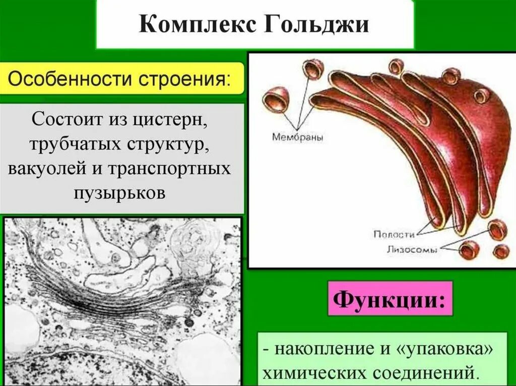 Функции аппарата. Строение аппарата гольджи и ее функции. комплекс гольджи строение и функции. строение органоида комплекс гольджи. комплекс гольджи строение кратко.