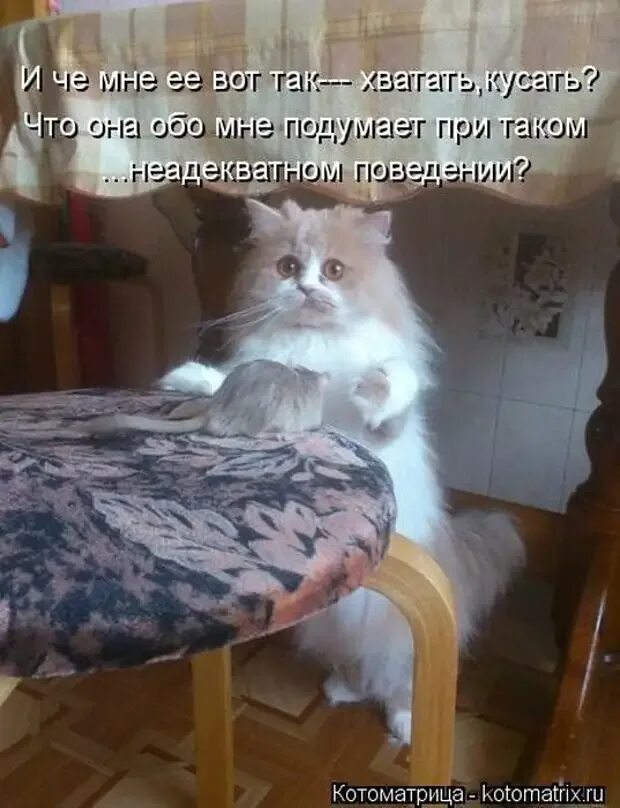 Приколы с котами до слез с надписями. Смешные коты с надписями. приколы с котами с надписями. приколы про котов с надписями. прикольные надписи про котов.