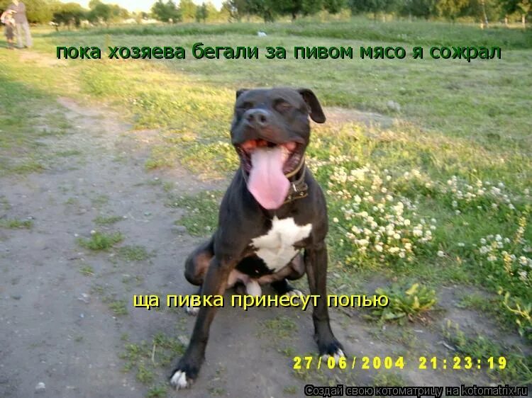 кот пьет пиво и курит. кот шухер. пока хозяев. пока хозяев. командная работа демотиватор.