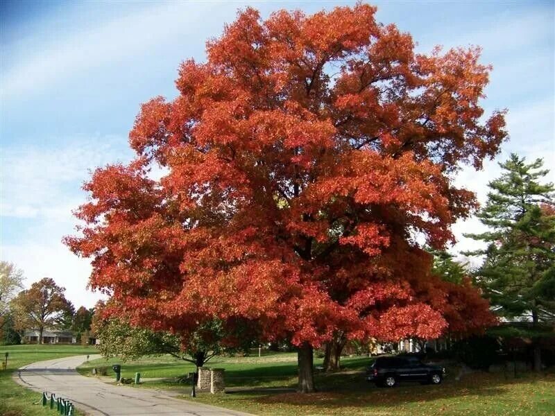 Дуб красный Quercus rubra. Дуб шарлаховый Quercus coccinea. Quercus rubra (дуб красный) 'Aurea'. Дуб канадский краснолистный.
