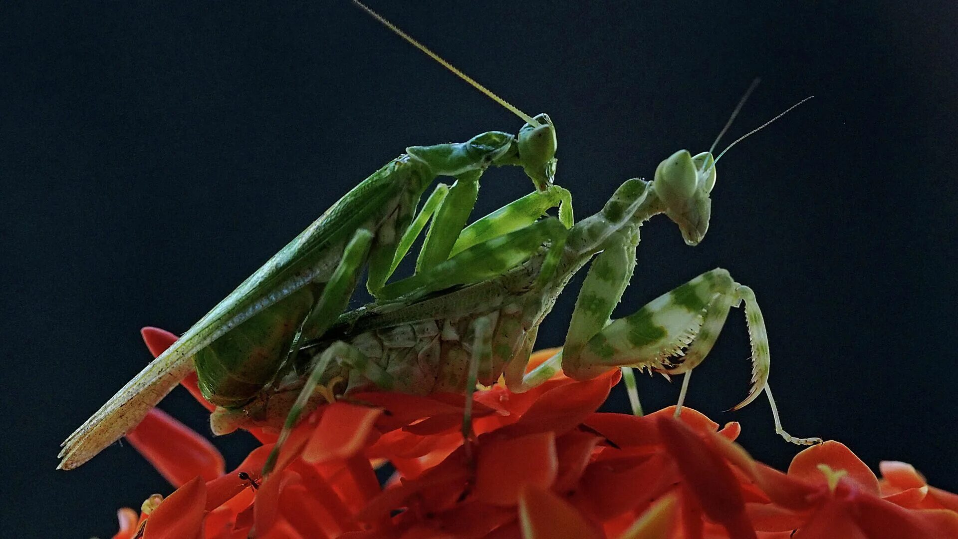 Самец богомола после спаривания. Богомол Creobroter meleagris. Богомол спаривание. Самка богомола. Самец богомола.