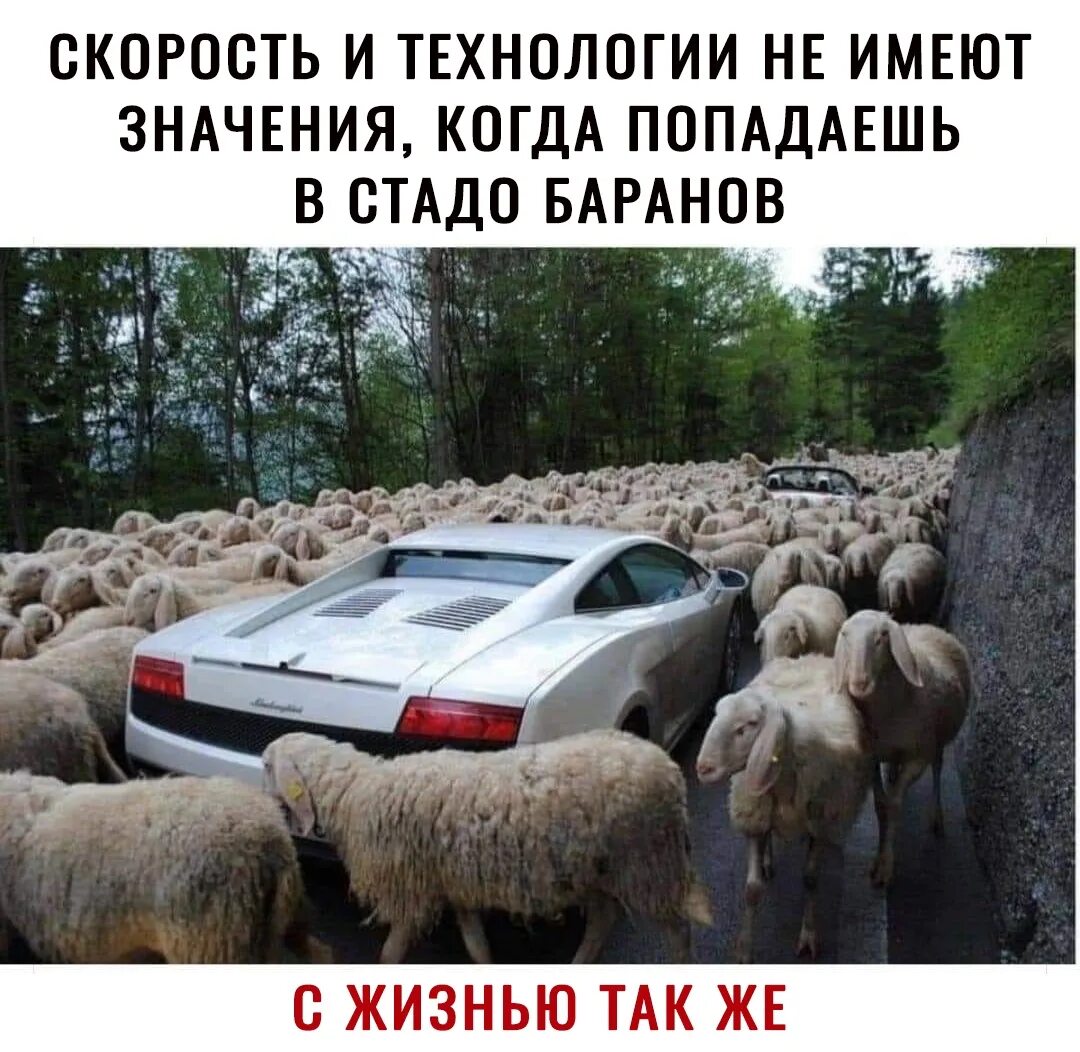 Стадо близкое по значению. Машина в стаде баранов. стадо баранов прикол. баран прикол. стадо баранов демотиватор.
