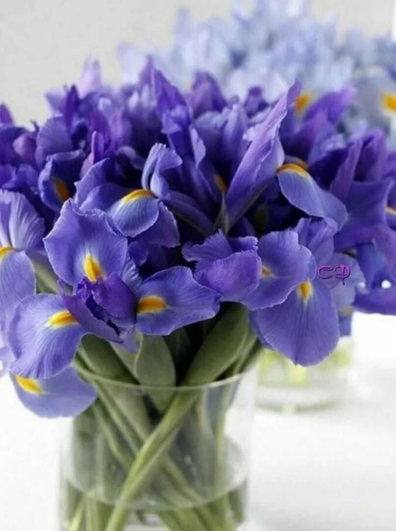 Доброе утро картинки с весной женщине. Букет ирисов. Весенние цветы. Красивый весенний букет. Самые красивые весенние букеты.
