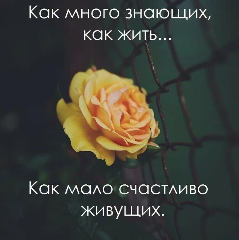 Как много знающих что это такое. Как много знающих как жить. как много знающих как жить как мало счастливо живущих. как много знающих как жить как. знающих как жить.
