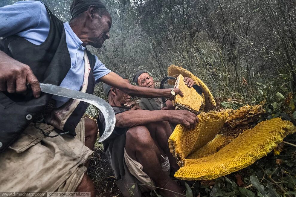 окаменевшая пчелиная сота. дикий бортевой мед башкирии. пчела уоллеса соты. непальский мед диких пчел.