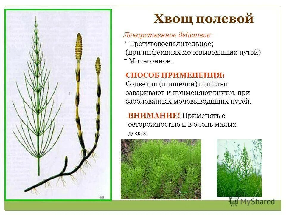 Представители хвощевидных. Папоротниковидные плауновидные хвощевидные. Представители хвощевидных растений. Хвощевидные полная характеристика. Хвощи отдел хвощевидные.