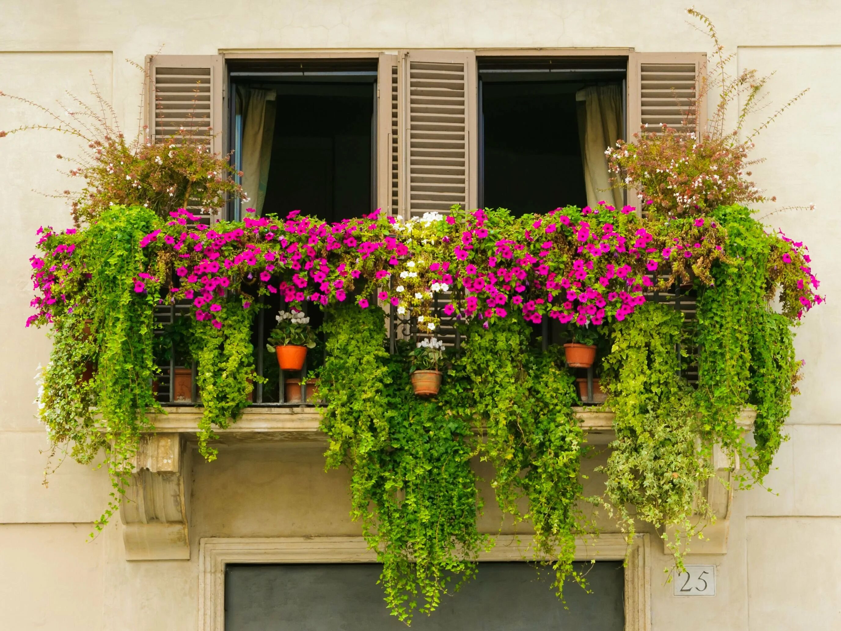 Balcony gardening. Вербена дихондра калибрахоа. Петуньи балкон Джульетты. Вербена балконная. Вьюнок ампельный.