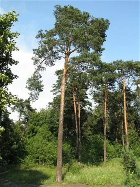 тонкая сосна. сосна обыкновенная корабельная. тонкая сосна. сосны самарская область самара. сосна эльдарская.
