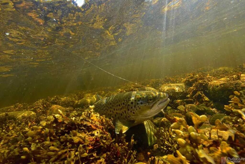 Британия рыба баренцево. Морская кумжа Баренцево море. Кумжа рыба Баренцева моря. Ихтиофауна Баренцева моря. Речное дно.