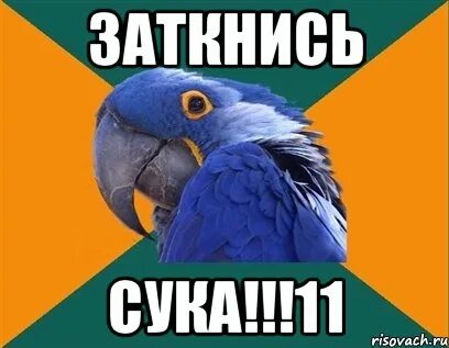 Сука 11
