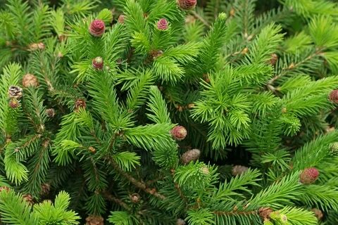 Picea abies