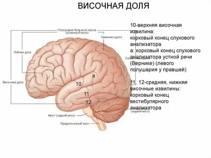 Височный тип мозга что такое