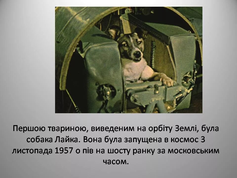 Какая собака была в космосе 5 раз. Собака лайка 1957. 1957 лайка в космосе. спутник 2 лайка. лайка (собака-космонавт) 1957 г..