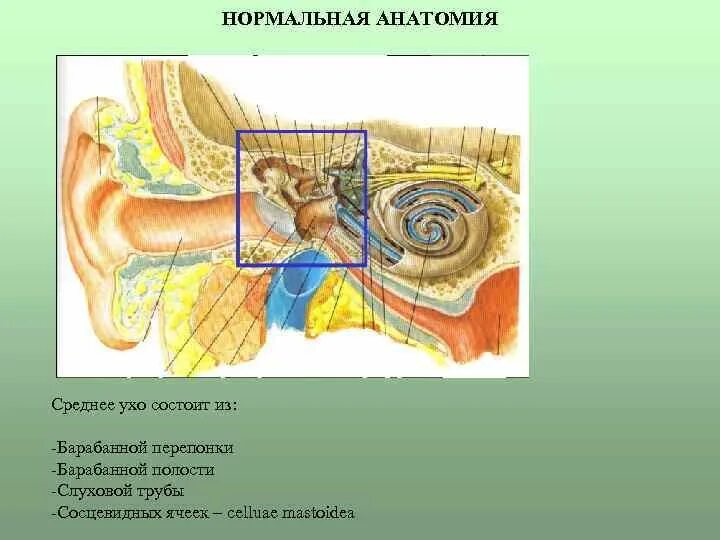 Сосцевидные ячейки среднего уха анатомия. Стенки барабанной полости среднего уха. Барабанная полость анатомия. Строение среднего уха стенки. Какие структуры расположены в полости среднего уха