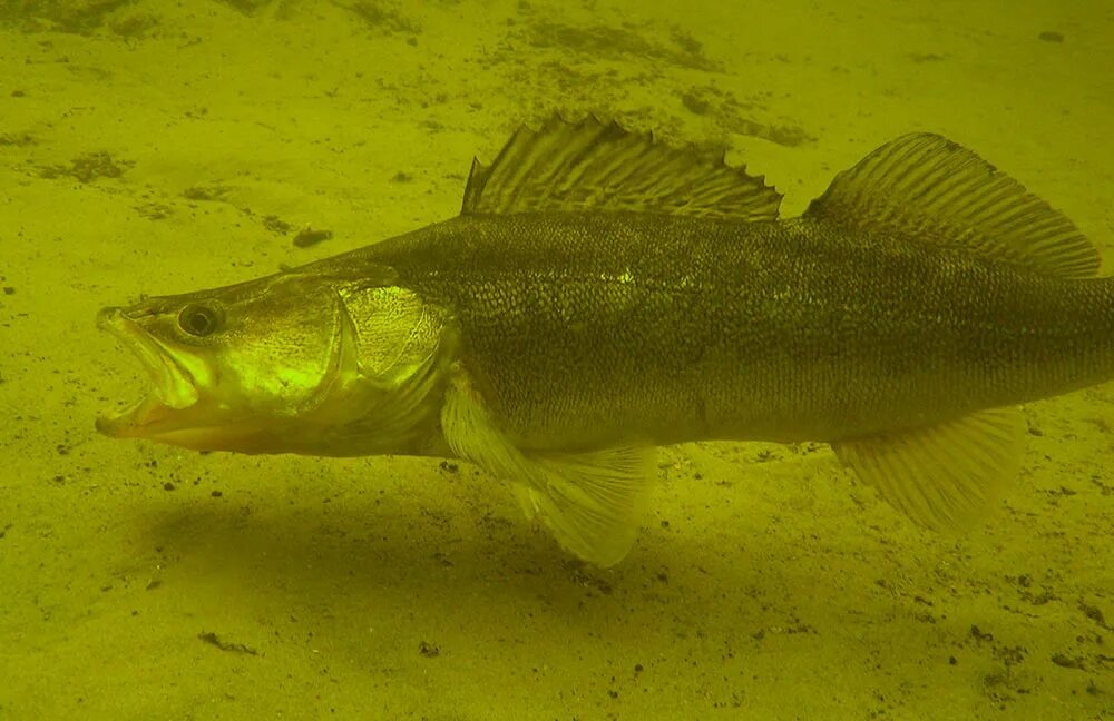 Судак в реке. Светлоперый судак. Желтый судак. Судак обыкновенный судак берш судак морской. Рыбалка на судака.