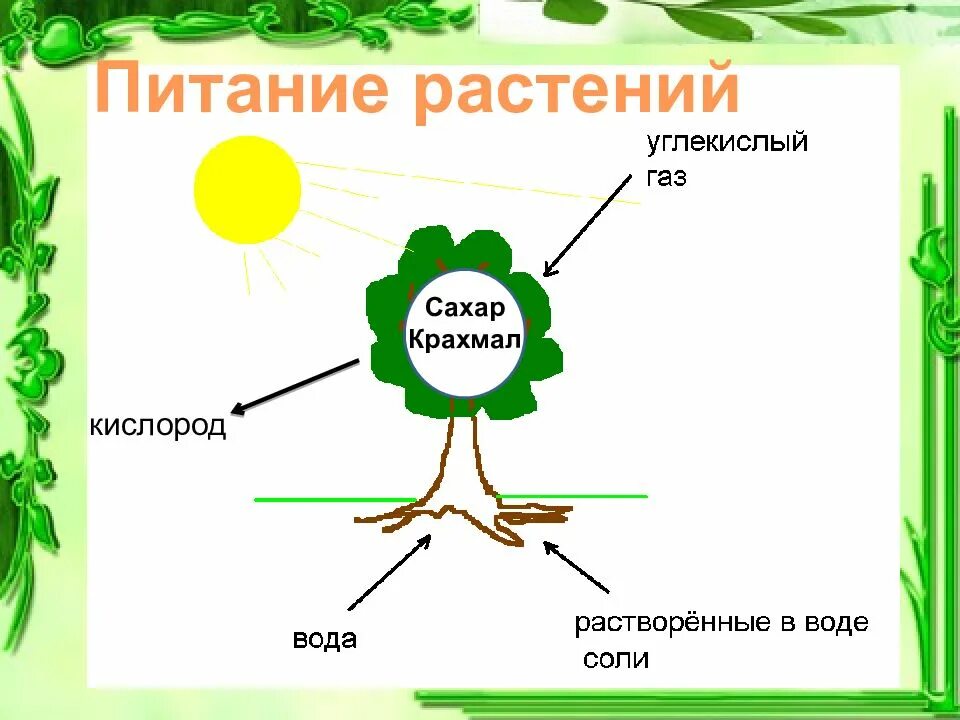 Процесс питания и дыхания растений. Питание растений. Схема питания растений. Питание растений 3 класс. Процесс питания растений.