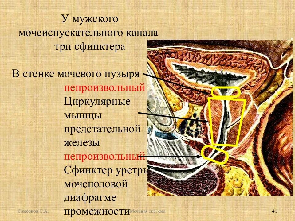 Внутренний сфинктер мочевого пузыря. Внутренний сфинктер мочевого пузыря