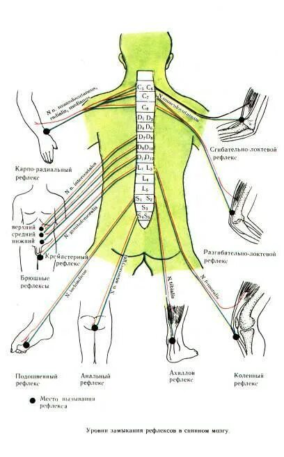Уровни замыкания рефлексов в спинном мозге и стволе. Уровни замыкания сухожильных рефлексов. Уровни замыкания сухожильных рефлексов в спинном мозге. Уровни замыкания их дуг в сегментах спинного мозга..