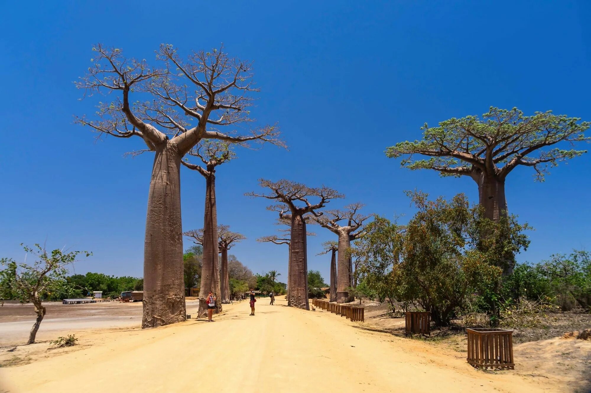 Ба баб. Аллея баобабов Мадагаскар. Проспект баобабов Мадагаскар. Аллея баобабов (Avenue of the Baobabs).