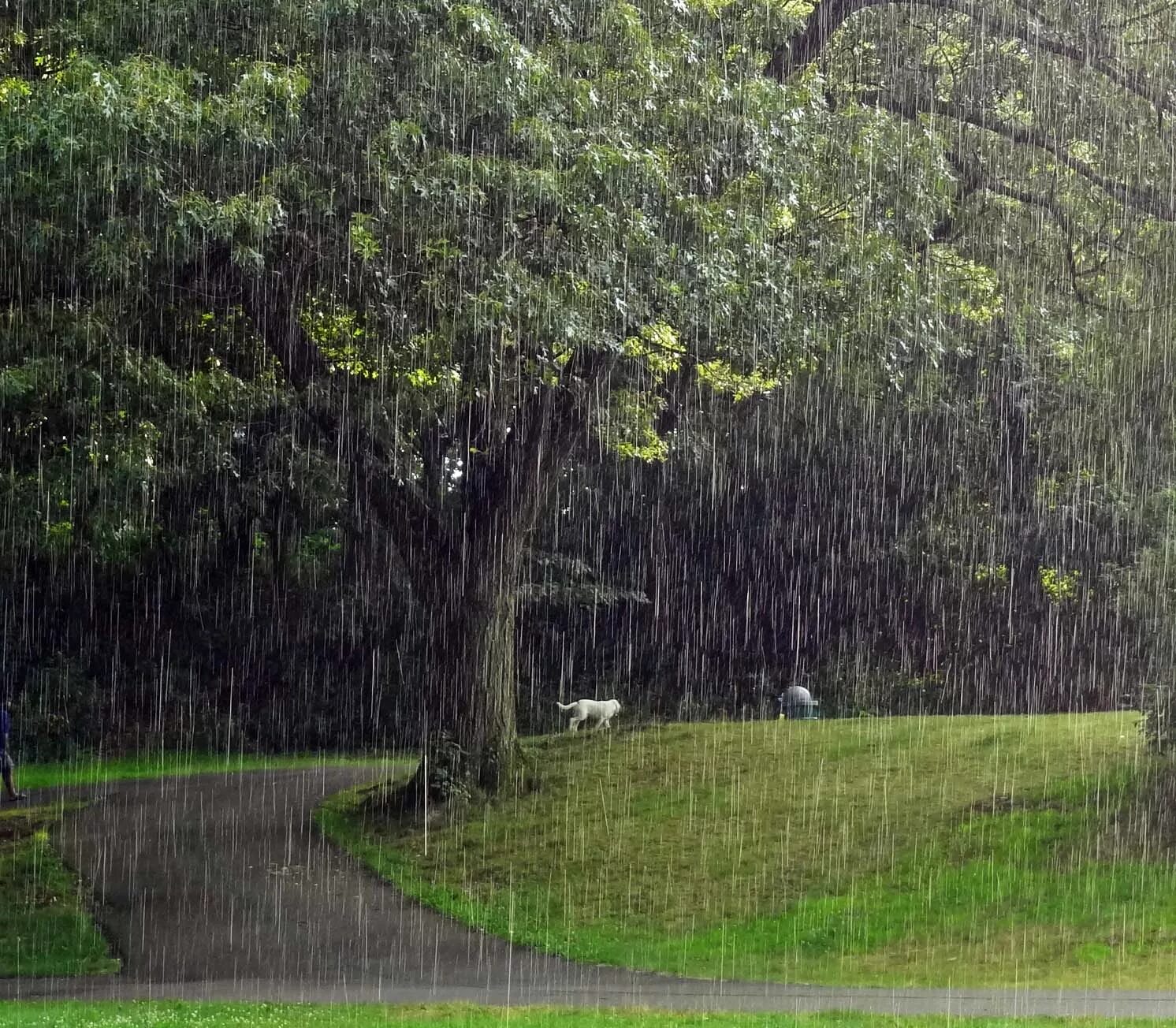Rain tree