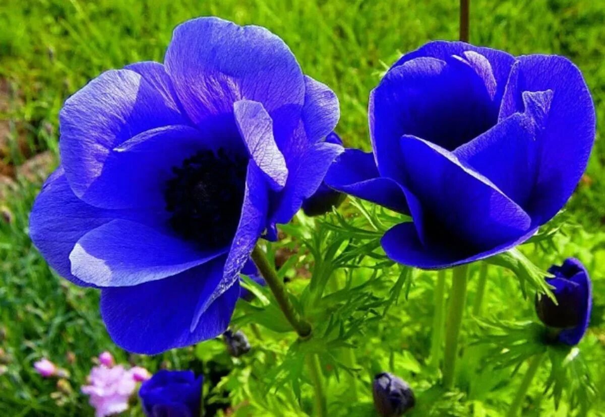 Садовый цветок синий. Анемона ветреница голубая. Ветреница Садовая голубая. Anemones цветы синие. Цветы голубые анемоны анемоны.