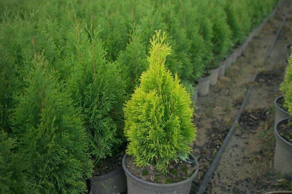 Туя Западная Смарагд. Туя Golden Smaragd. Туя Западная Смарагд Голд. Туя (Thuja) Западная Голден Смарагд. Туя западная это хвойное