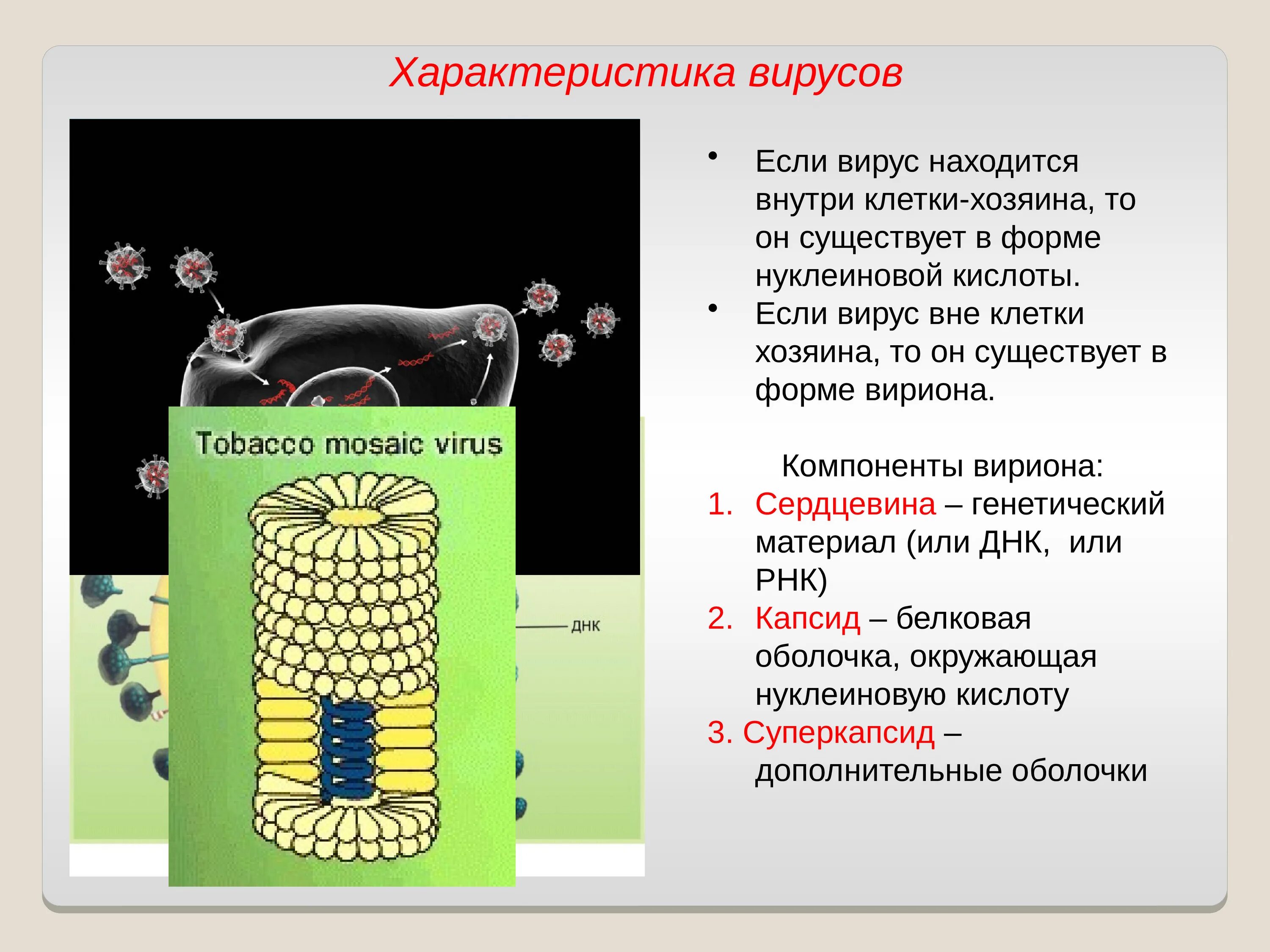 Общая характеристика вирусов. Охарактеризовать вирусы. Вирус внутри клетки. Вирусы вне клетки.