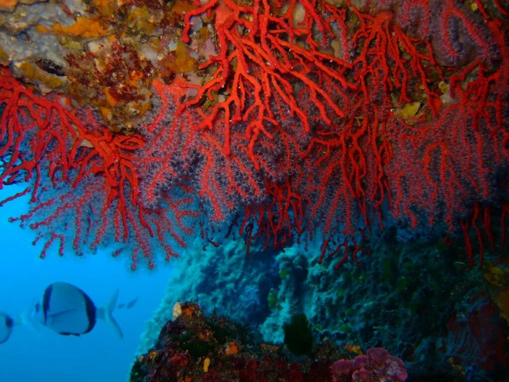 Red coral. Кораллы в Тайланде. Красный коралл царство. Красный коралл Средиземное море. Коралловая гаррупа.