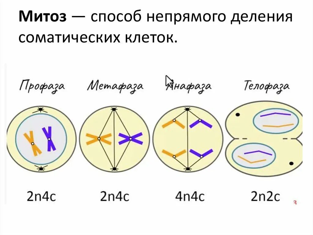 Хромосомы двухроматидные в какой фазе мейоза. Фазы митоза схема. Схема митоза фаза и процесс. Деление клетки митоз схема. Митоз схема 2n2c.