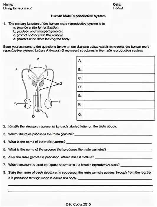 Reproductive System questions Test. Тест мужская половая система для медицинского. Мужская половая система рисунок. Reproductive System of a male Seahorse.