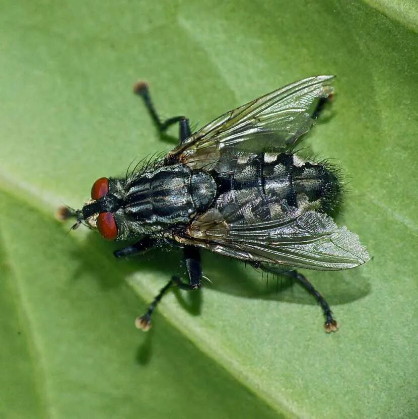 Муха. Муха ЦЕЦЕ. Муха жигалка. Муха осенняя жигалка. Musca domestica комнатная Муха.