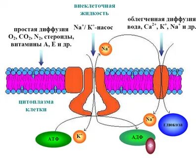 Белок мембраны клетки