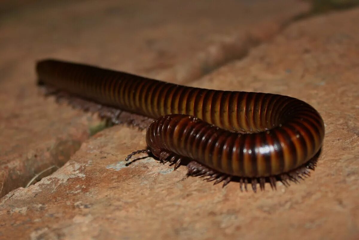 Многоножка как называется. Многоножка Millipede. Насекомые Тайланда многоножка. Многоножка кивсяк.