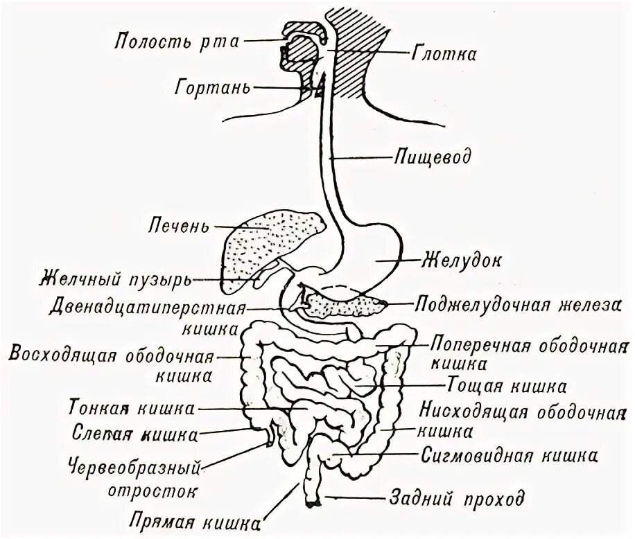 пищеварительная система анатомия латынь. внутренние органы на латинском. пищеварительная система человека на латыни. органы на латинском. строение тела человека.