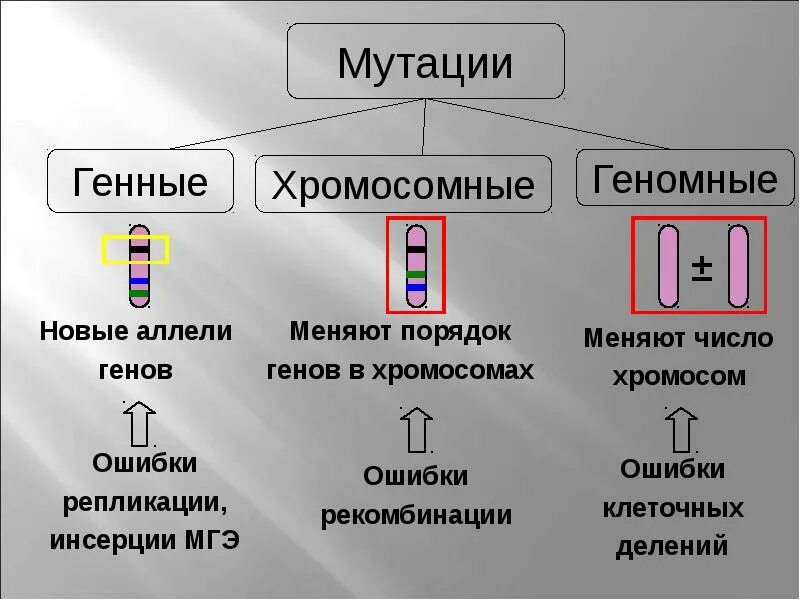 Типы генетической мутации. Генные геномные хромосомные мутации таблица. виды мутаций генные хромосомные геномные. генные геномные хромосомные. генные хромосомные и геномные мутации примеры.