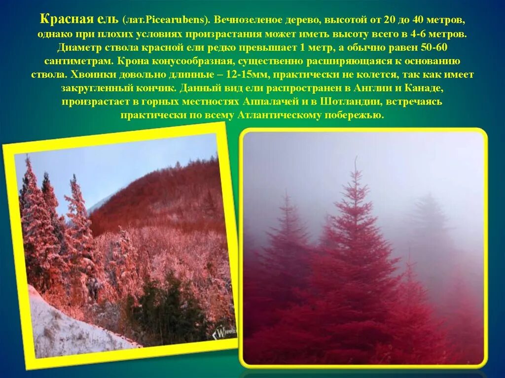 Красная ель в природе. Ель красная канадская. Канада красные ели. Ель в красной книге. Красные ели в природе