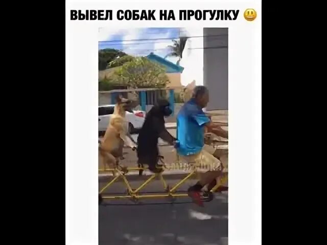Вывел собаку на прогулку. Вывел собаку на прогулку