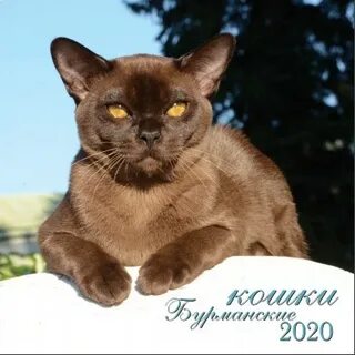 Бурманская кошка плюсы и минусы породы
