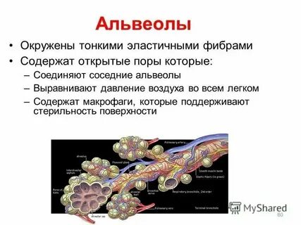 Поверхность альвеол легких под микроскопом