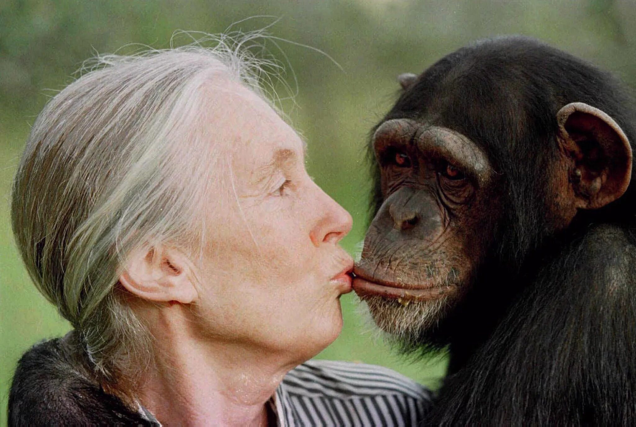 Шимпанзе девушку. Джейн Гудолл и шимпанзе. Приматолог Джейн Гудолл. Шимпанзе Уошо.