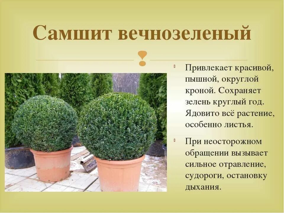 Буксус - купить по низкой цене на Яндекс Маркете