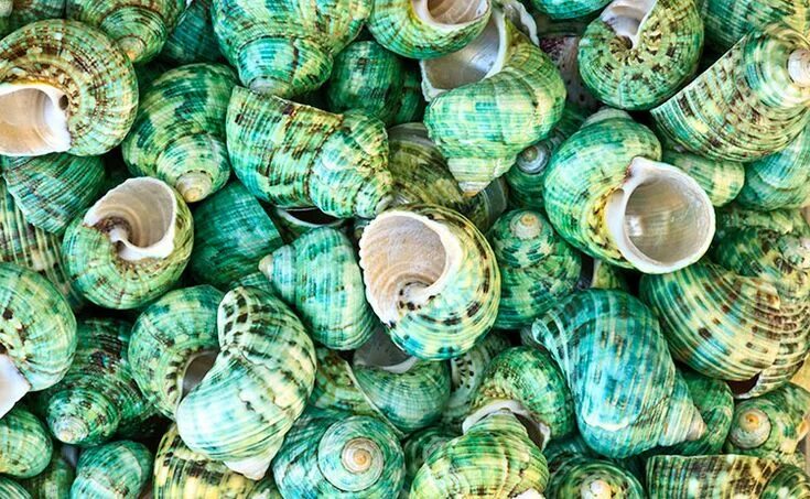 Green shell