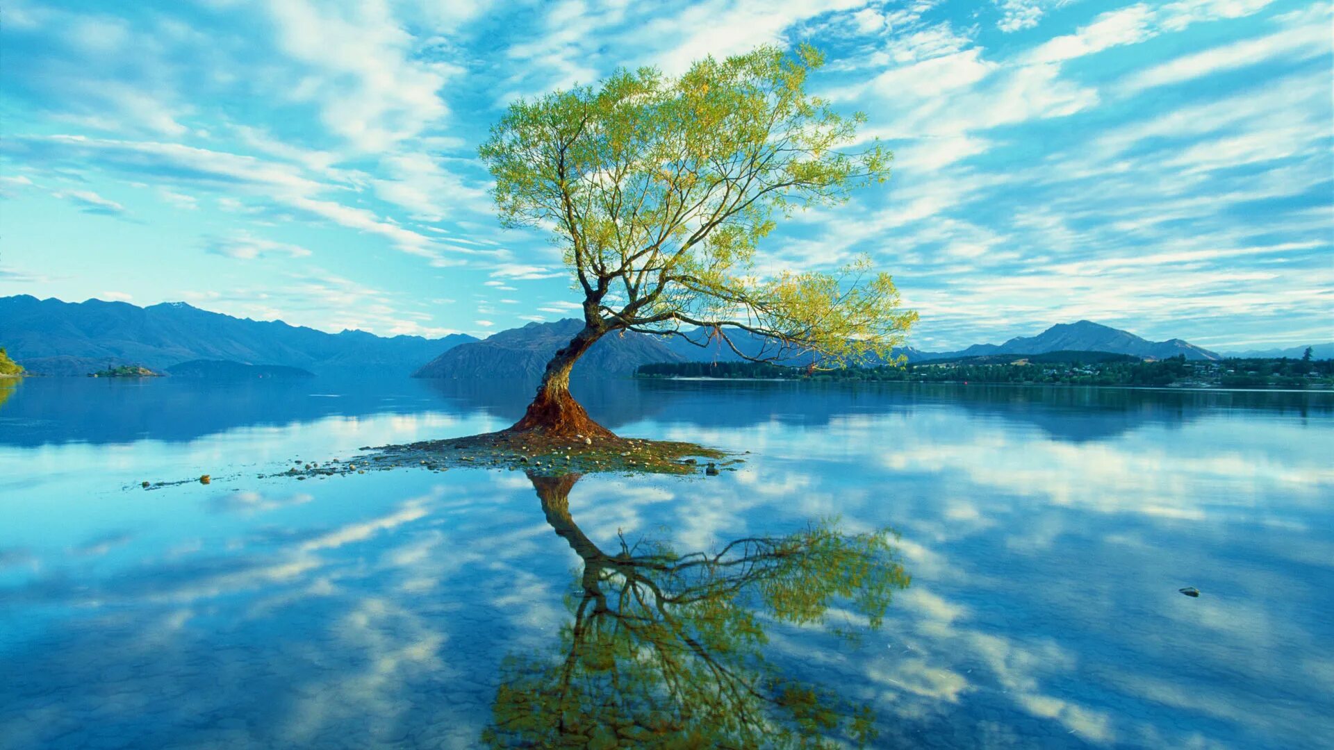 Trees lake
