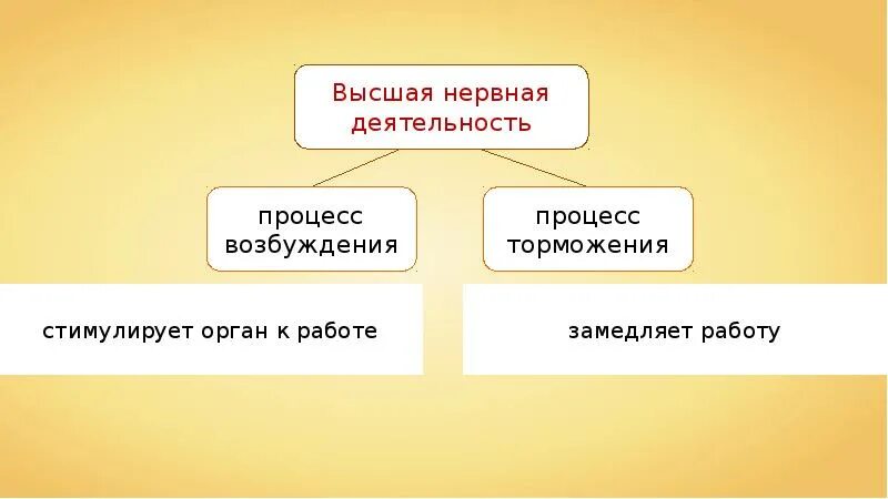 Высшая нервная деятельность человека презентация